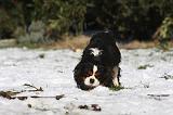 CAVALIER KING CHARLES 505